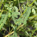 Phyllanthus amarus Blatt