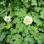 Trifolium repens Blomst