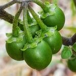 Solanum villosum Fruit