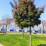 Photinia glabraFolha