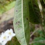 Rhododendron augustinii Hoja