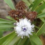 Globularia salicina Fruit