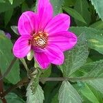 Dahlia tenuicaulis Blomst