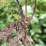 Asplenium abyssinicum Anders