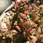 Crassula pubescens Лист