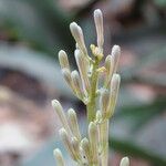 Sansevieria senegambica Цветок