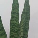 Sansevieria trifasciata Leaf