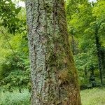 Prunus campanulata Bark