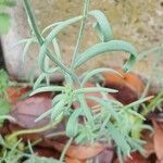Linaria simplex Leaf
