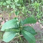 Asimina triloba Fuelha