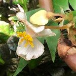 Begonia handelii