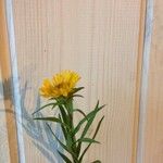 Inula ensifolia Flor