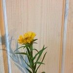 Inula ensifolia Floro