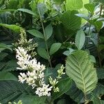 Ligustrum robustum Flower