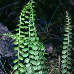 Asplenium trichomanes-ramosum অভ্যাস