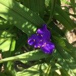 Tradescantia × andersoniana Flower