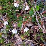 Linnaea borealis 花