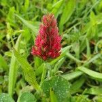 Trifolium incarnatum Blomst