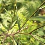 Crepis pulchra Feuille