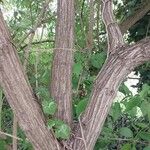 Lonicera maackii Écorce