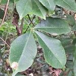 Zanthoxylum asiaticum पत्ता