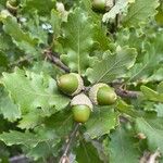 Quercus pubescens Fruit