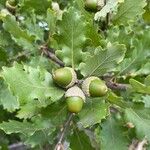 Quercus pubescens फल