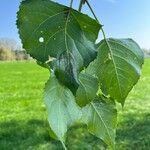 Populus × canadensisFeuille