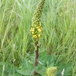 Verbascum nigrumCvet