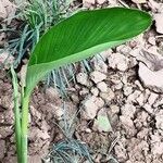 Curcuma aromatica Leaf