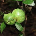 Psychotria biaristata Frucht