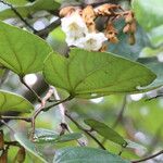 Piliostigma thonningii Λουλούδι
