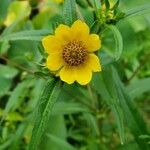 Bidens cernua Blüte