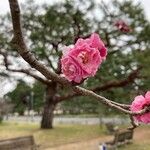 Prunus mume Kwiat