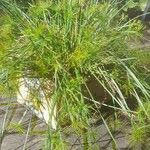 Cyperus alternifolius 葉