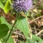 Mentha aquatica फूल