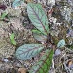 Hieracium venosum Leaf