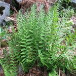 Dryopteris oreades 整株植物