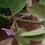 Solanum melongena Λουλούδι