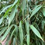 Phyllostachys aurea Blad