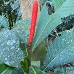 Aphelandra lingua-bovis