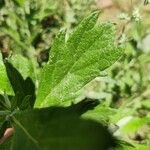 Artemisia suksdorfii Leaf