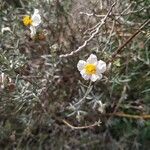 Helianthemum violaceum Blomst