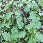 Nicandra physalodes Lapas