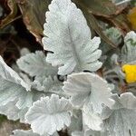 Salvia argentea फूल