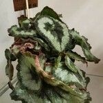 Begonia rex List