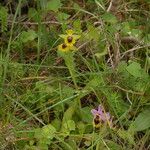 Ophrys lutea その他の提案