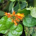 Gurania coccinea Flower