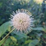 Cephalanthus occidentalis Flor