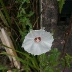 Merremia dissecta 花